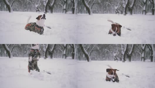 杰克罗素梗狗在雪中玩耍高清在线视频素材下载