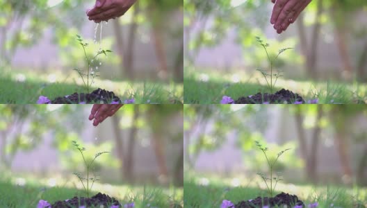 慢动作的手浇树在一个花园自然高清在线视频素材下载