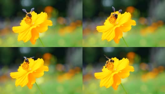 蜜蜂在黄花上采集花粉的慢镜头高清在线视频素材下载