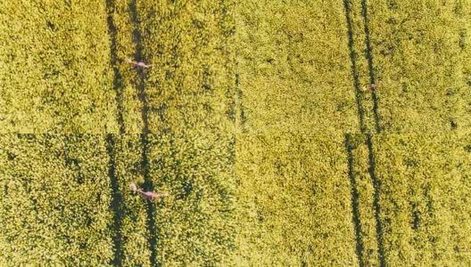 从无人机的视角看，兴高采烈的农民在田园诗般的、阳光明媚的黄色菜籽田里奔跑高清在线视频素材下载