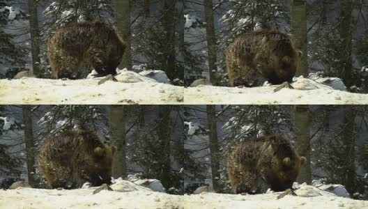 冬天的森林里有棕熊。一只小熊幼崽在雪地里吃东西。高清在线视频素材下载
