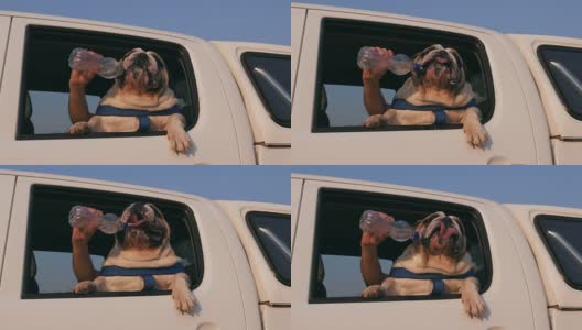 慢镜头的搞笑牛头犬享受一辆车高清在线视频素材下载