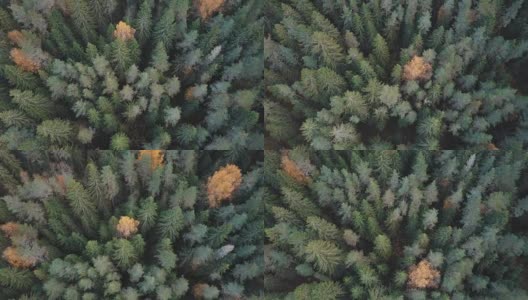 树梢飞过。航拍秋季森林中的冷杉和黄桦树高清在线视频素材下载