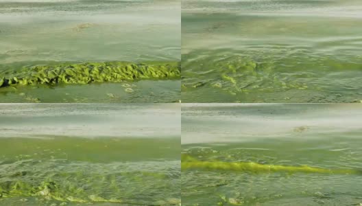 水藻爆发污染了湖水，湖水呈现绿色高清在线视频素材下载