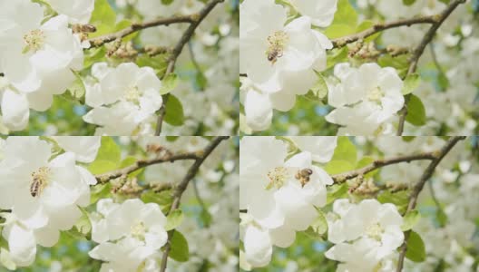 A bee collecting pollen from flowers of apple, slow motion高清在线视频素材下载