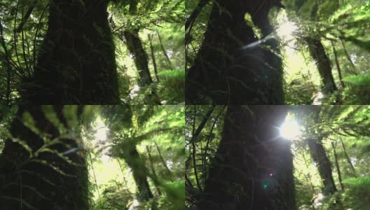 近距离观察:在美丽的阳光森林中，巨大的长满苔藓的繁茂树干高清在线视频素材下载