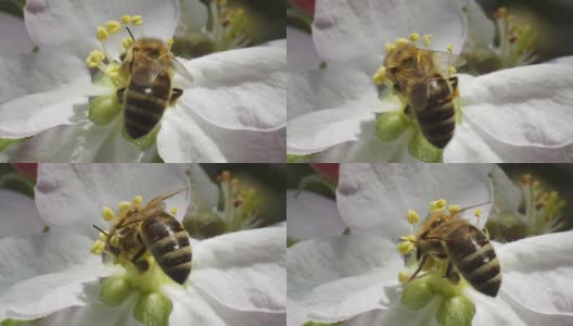 蜜蜂落在花果上高清在线视频素材下载