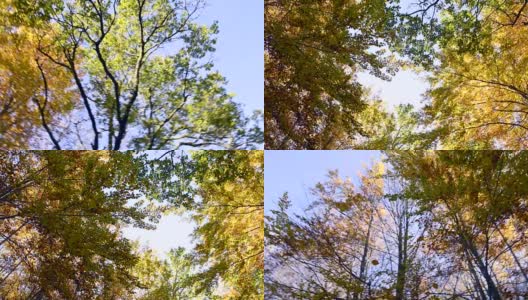 秋天的树高清在线视频素材下载
