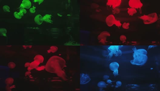 水族馆里一群五颜六色的、蓝的、绿的、红的、紫的水母。水母会改变颜色。海洋公园。闪闪发光的月亮水母漂浮在水族馆的游泳池里高清在线视频素材下载