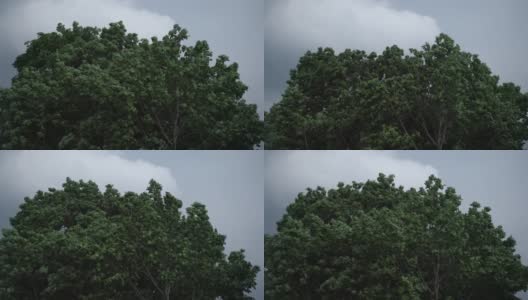 大雨来临前，外面有夏天的暴雨。大风在森林里吹绿了树枝。外面有戏剧性的雷雨。高清在线视频素材下载