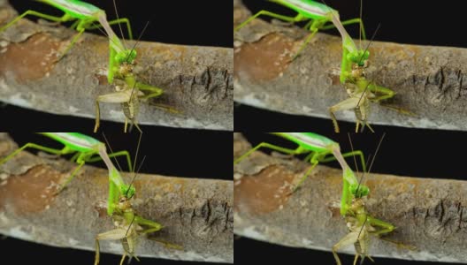 螳螂捕食蟋蟀高清在线视频素材下载