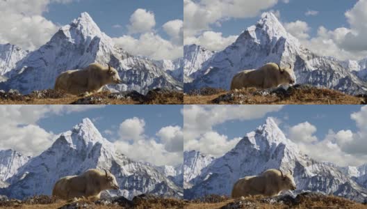 尼泊尔喜玛拉雅山脉的白牦牛。背景是尼泊尔白雪覆盖的阿玛达布拉姆山。珠峰大本营徒步旅行(EBC)。替身拍摄,4 k高清在线视频素材下载
