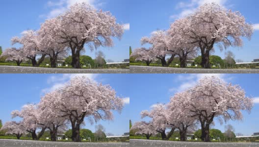 樱花或樱花树在日本东京的一个公园高清在线视频素材下载