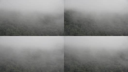 雨林中的晨雾。可怕神秘的亚洲冬雾森林高清在线视频素材下载