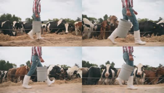 墨西哥农民喂牛高清在线视频素材下载