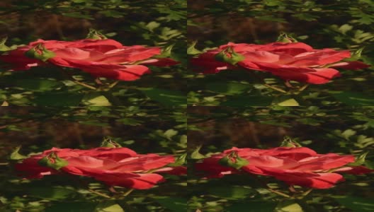 红橙花瓣的超级明星玫瑰与绿色的芽在花园里高清在线视频素材下载