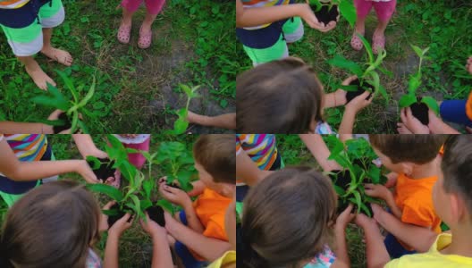 孩子们在夏天种一棵树。有选择性的重点。高清在线视频素材下载