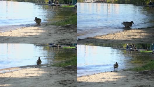 一只灰色的野鸭从水里游上岸来。城市海滩上的鸭子。我不喜欢在城市里生活高清在线视频素材下载