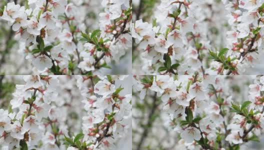 白色的花毡樱桃，毛桃或中国樱桃。开花的树枝上开着美丽的白花高清在线视频素材下载