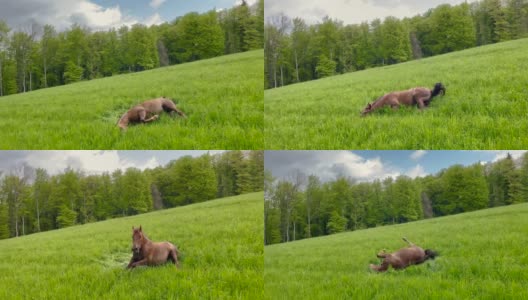 在田园诗般的乡间，披着棕色外衣的马在凉爽的草地上翻滚。高清在线视频素材下载