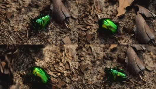 在背上的六月甲虫高清在线视频素材下载