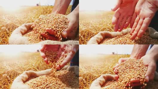 小麦收成日落高清在线视频素材下载