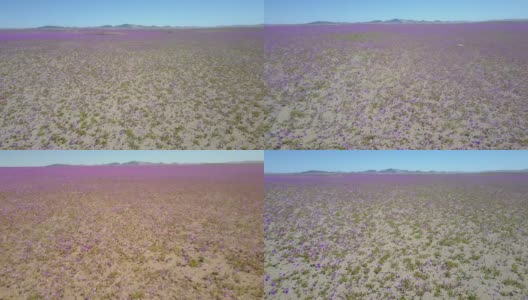 一架无人机坠毁在紫色的花坛，包括无人机事故的航拍镜头。阿塔卡马沙漠不时下雨，成千上万的花在沙漠中生长高清在线视频素材下载