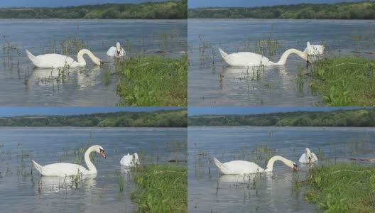 白色哑天鹅在多瑙河游泳高清在线视频素材下载