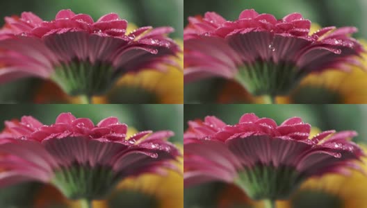 湿粉菊菊非洲菊。水滴落在花瓣上。特写镜头高清在线视频素材下载