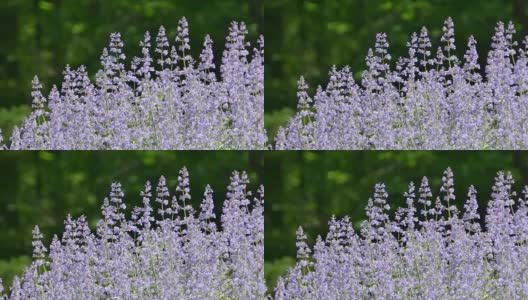 鲜花生长的特写与绿色的自然背景高清在线视频素材下载