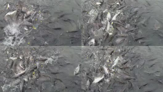 慢镜头:鱼黑头鱼正在吃食物。高清在线视频素材下载