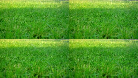 水滴落在绿色的草地上高清在线视频素材下载