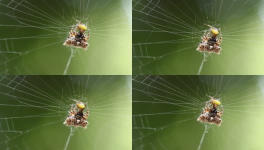 蜘蛛吃猎物高清在线视频素材下载