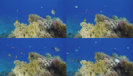 五颜六色的珊瑚和鱼。热带鱼。海洋中的水下生物。高清在线视频素材下载