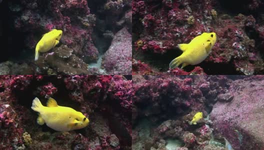 加拉帕戈斯群岛水下的亮黄色箱鲀鱼。高清在线视频素材下载