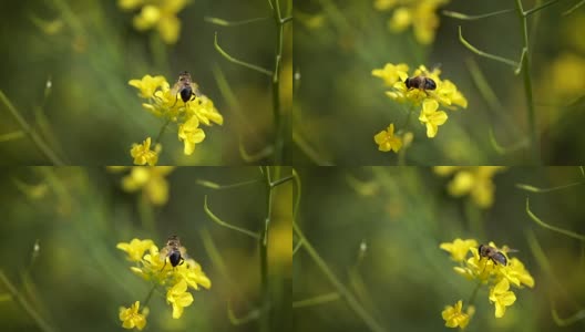 蜜蜂从芥菜花蜜中采集花蜜的慢动作。高清在线视频素材下载