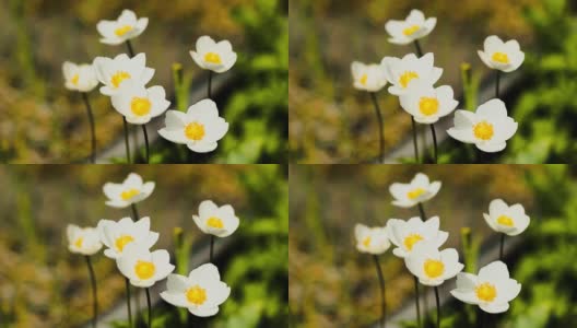 风中盛开的美丽的白花银莲花高清在线视频素材下载