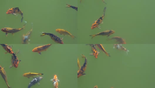 彩色鲤鱼在传统日本锦鲤游泳高清在线视频素材下载