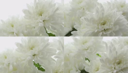 美丽的白色菊花高清在线视频素材下载