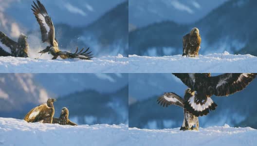 冬天两只鹰在山里为争夺食物而展开残酷的搏斗高清在线视频素材下载