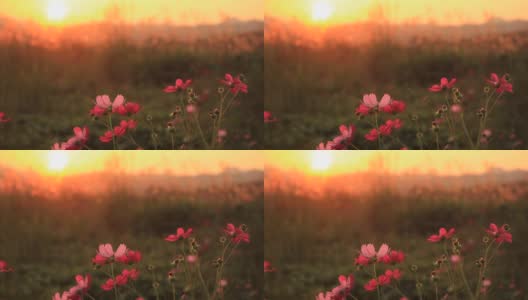 日落的天空和宇宙的花朵高清在线视频素材下载