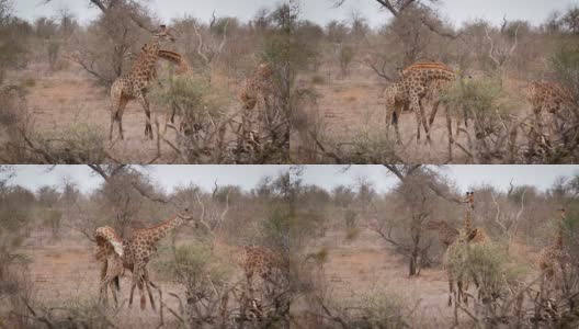 南非克鲁格国家公园的长颈鹿高清在线视频素材下载