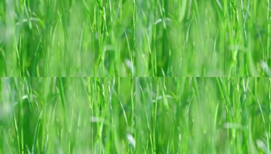自然背景。美丽的原野，高高的绿草随风摇曳。成熟的禾谷类野草的小穗在风中飘动。慢镜头，微距，特写高清在线视频素材下载