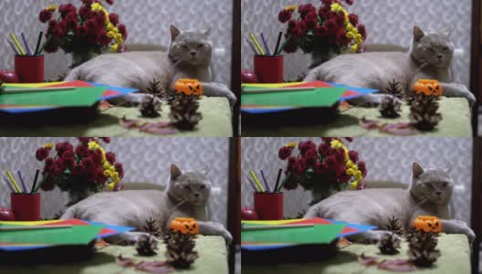 苏格兰直猫坐在秋天的花的背景上。万圣节与宠物高清在线视频素材下载