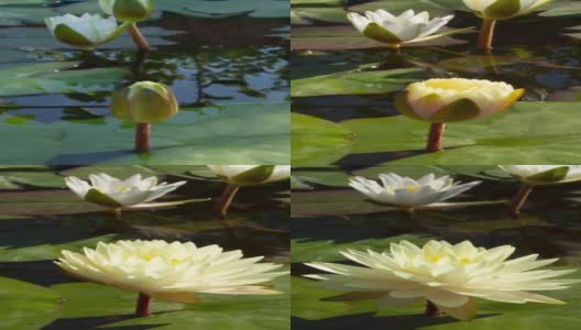 时光流逝，白色的睡莲花开了，睡莲在池塘里盛开高清在线视频素材下载