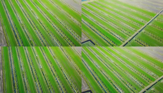 灌溉系统安装在新鲜的绿色花园床上高清在线视频素材下载
