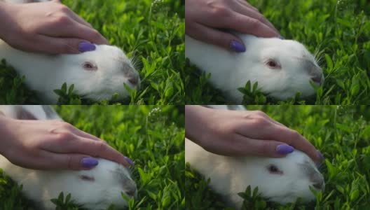 一个孩子的手抚摸着阳光下的小白兔，小白兔高清在线视频素材下载