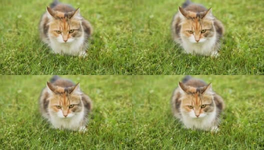 傲慢的短毛家养搞笑虎斑猫偷偷穿过新鲜的绿色草地草地背景。夏天，小猫在花园后院散步。宠物保健和动物概念高清在线视频素材下载