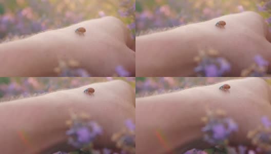 瓢虫在手，美丽的自然日落，薰衣草田高清在线视频素材下载