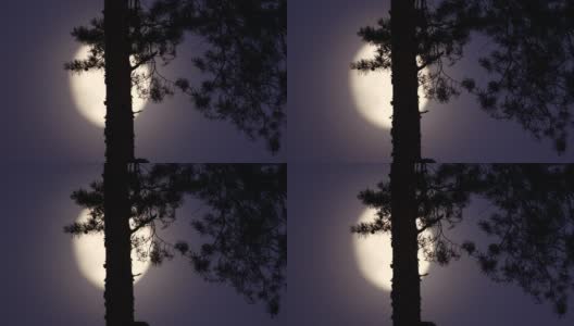 白俄罗斯松树林的月亮高清在线视频素材下载
